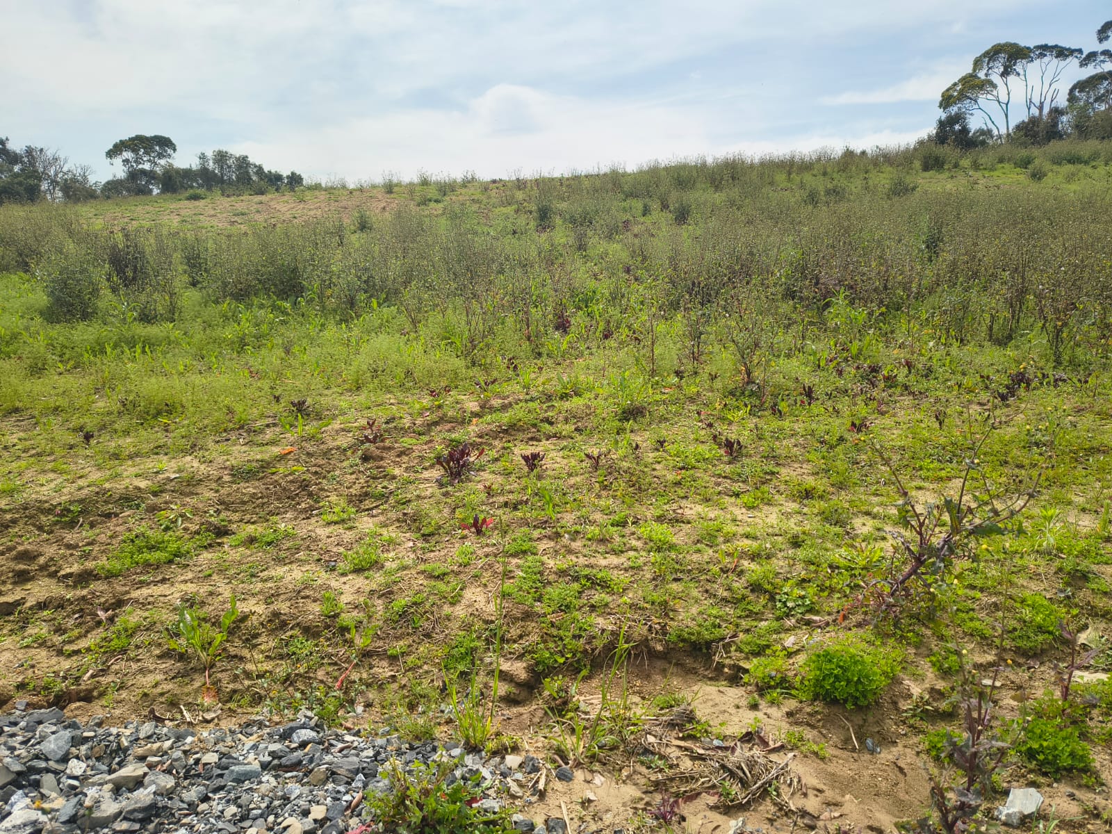 Terreno